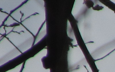 Canon PowerShot SX130 IS: levný všeuměl