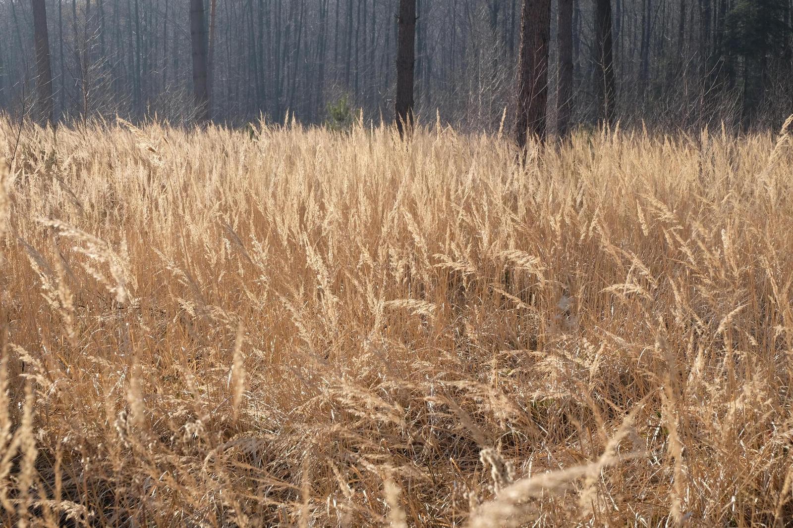 Fujinon XC 16-50mm F3.5-5.6 OIS