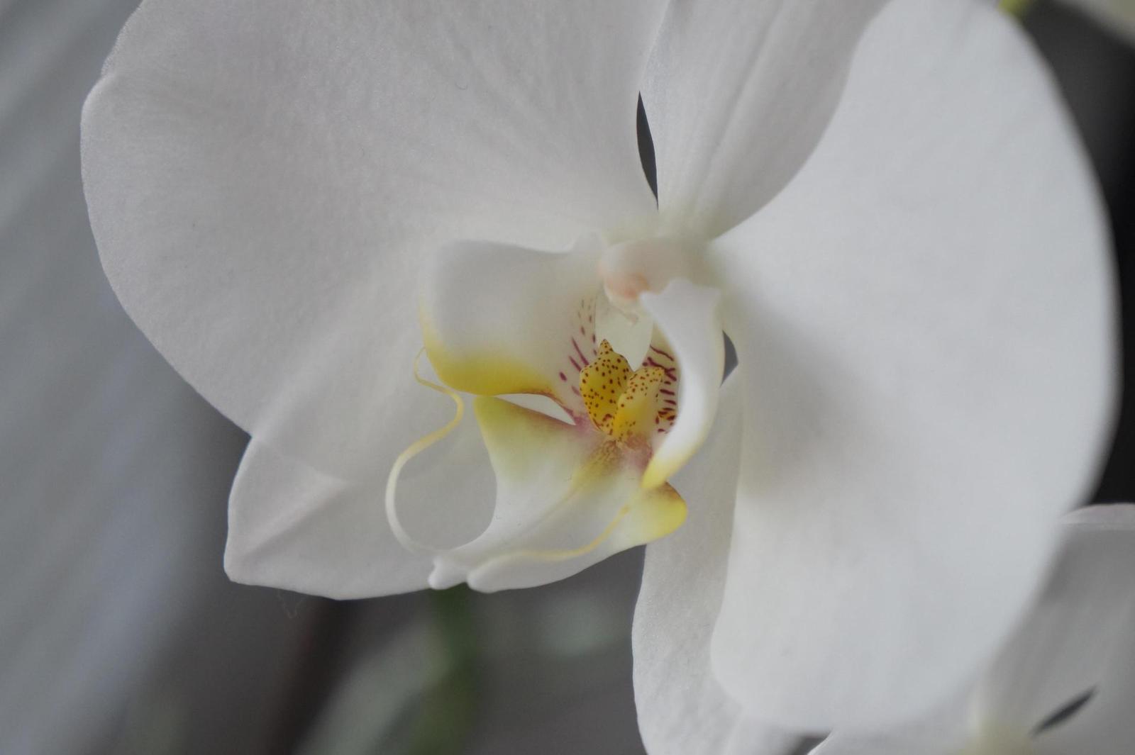 Sony a3000 (ILCE-3000): CSC co nejlevněji