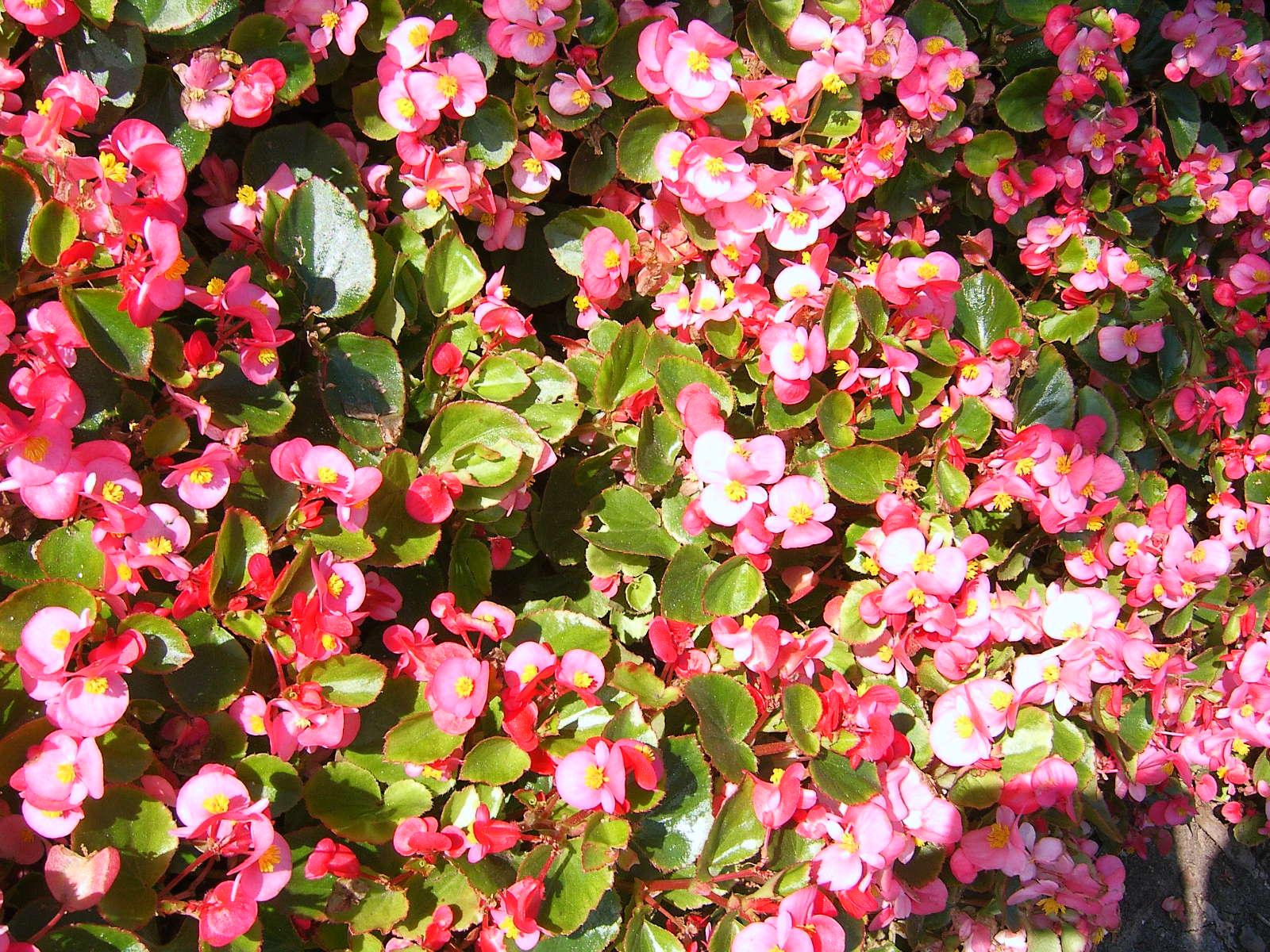 Digimax V50: pětimegapixel s výklopným displejem