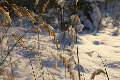 Zrcadlovka a já: Až se zima zeptá