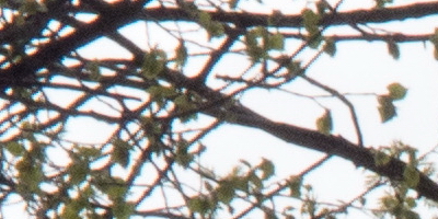 Olympus Stylus XZ-2: jednoduše skvělý