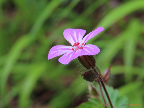 5 tipů pro lepší makro fotky kompaktem a ultrazoomem