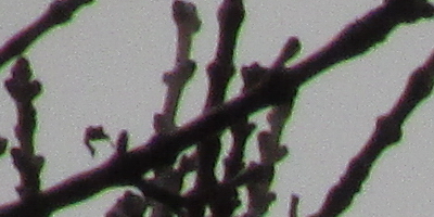 Canon PowerShot SX160 IS: více megapixelů i zoomu