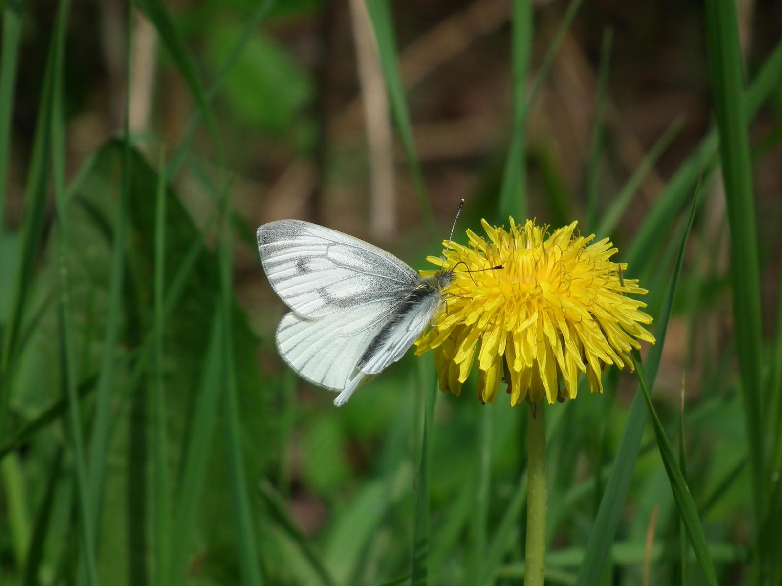 Fujifilm FinePix HS10: ultrazoom roku?