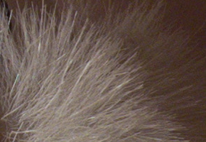 Canon PowerShot SX50 HS: překvapivá kombinace