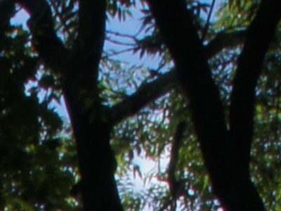 Sony SLT-A33: přesvědčivý revolucionář