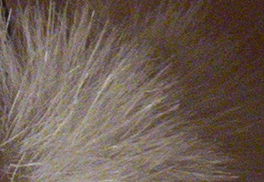 Canon PowerShot SX50 HS: překvapivá kombinace