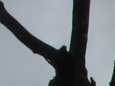 Canon PowerShot S90: malý zázrak