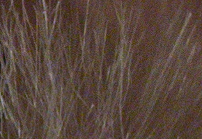 Olympus PEN E-PL5: s výkonnějším srdcem