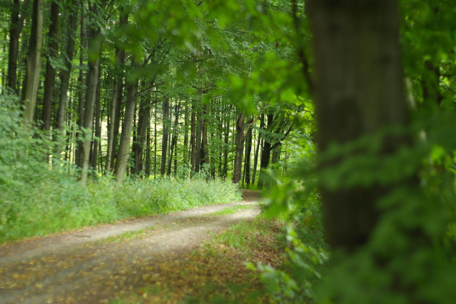 Minolta MC Rokkor-PF 50mm F1.7 (MC/MD)