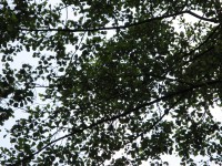 Canon PowerShot A700: Mezi kompaktem a ultrazoomem