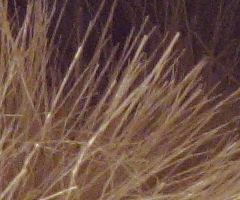 Canon PowerShot G11: géčko, o jakém jsme snili