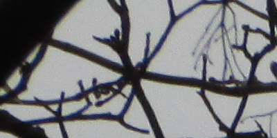 Canon PowerShot SX500 IS: fotící stroj času