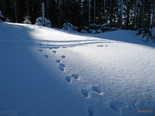 Canon PowerShot A1000 IS: ve stínu předchůdce