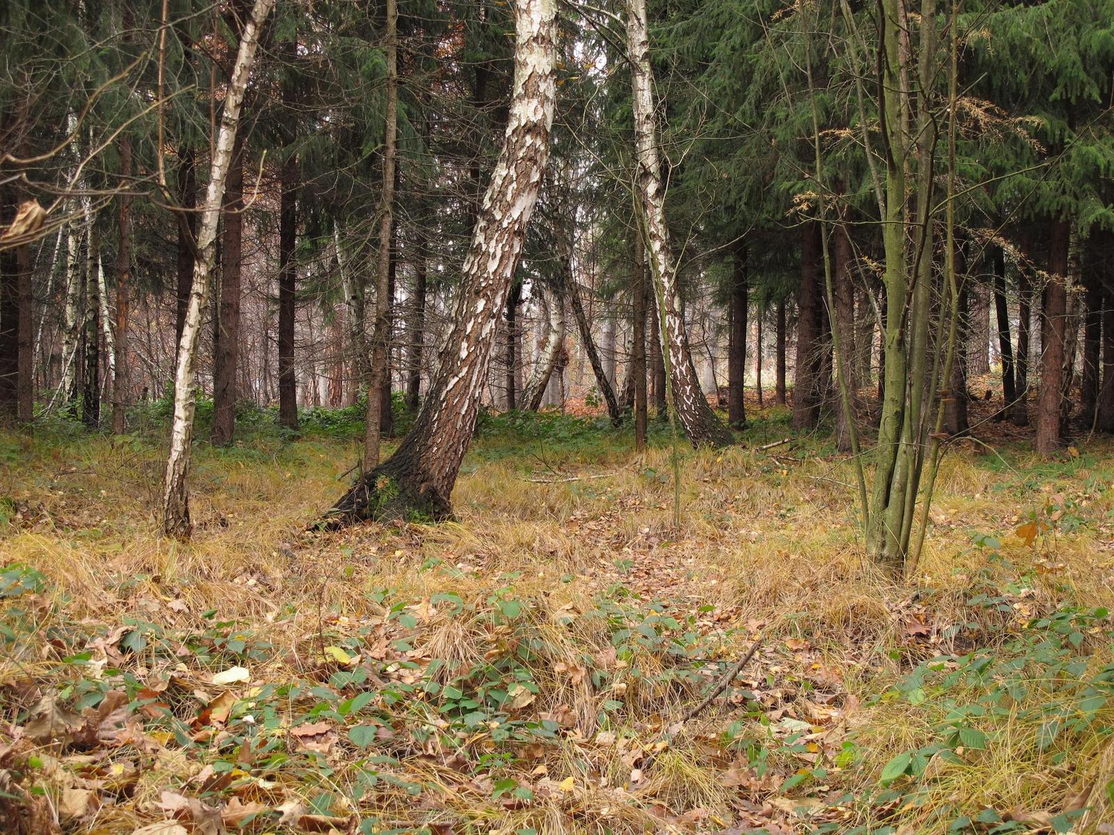 Canon PowerShot G11: géčko, o jakém jsme snili