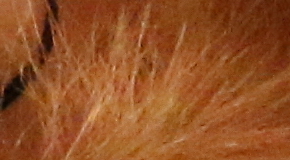 Canon EOS 70D: velmi příjemný společník