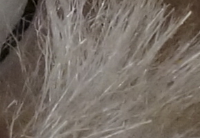 Sony SLT-A58: silný základ