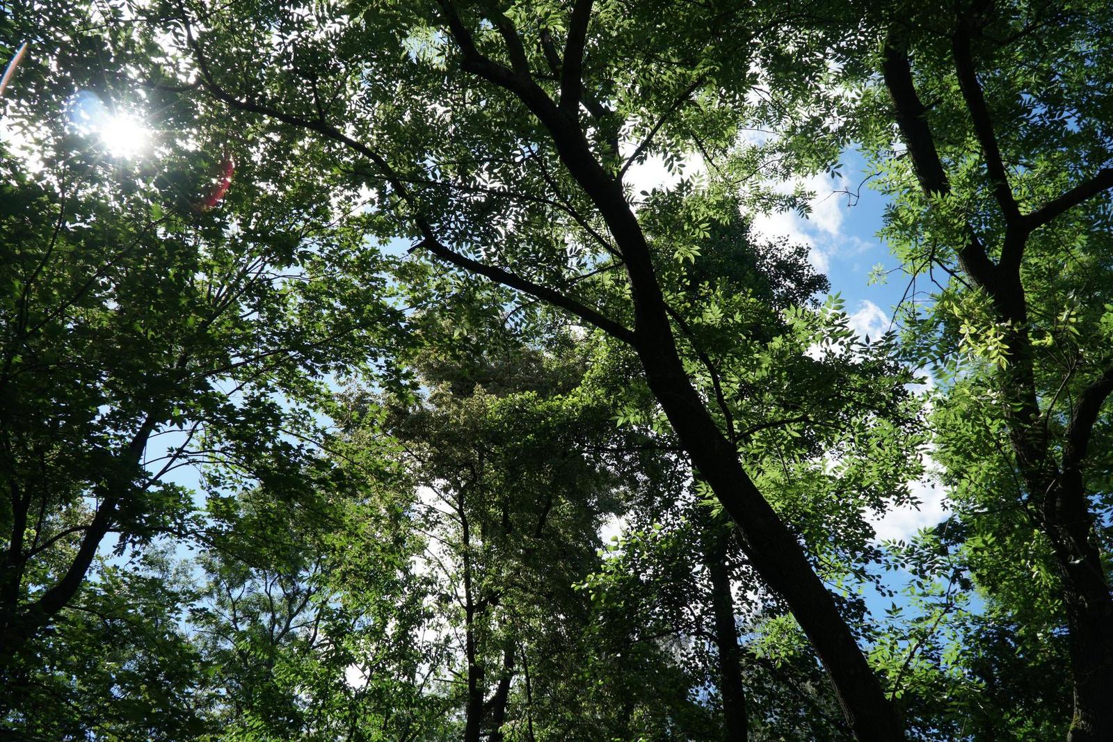 Sony E PZ 18-105mm F4 G OSS (SELP18105G)