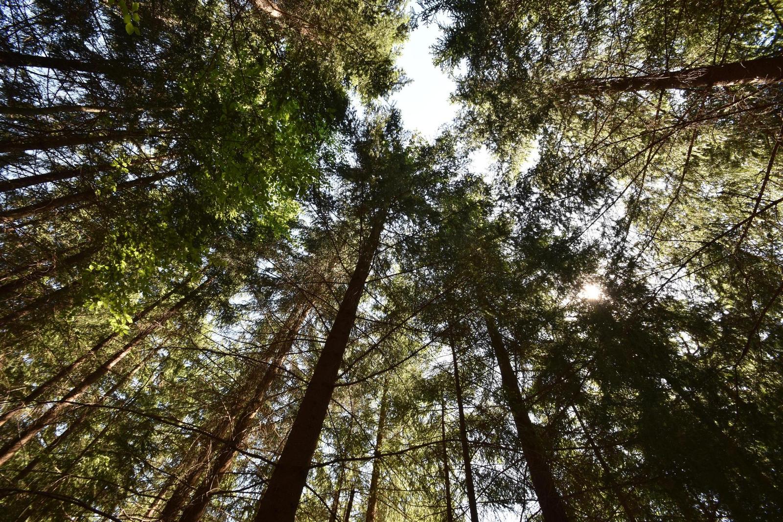 Tamron SP AF 10-24mm F3.5-4.5 Di II LD Aspherical IF