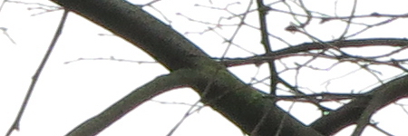 Canon PowerShot G1 X Mark II: významné zlepšení