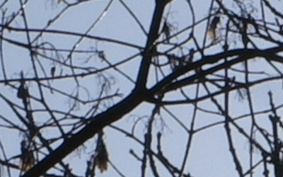 Samsung 60mm F2.8 Macro ED OIS SSA