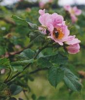 Úpravy digitální fotografie III: Úrovně