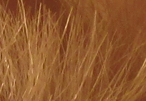 Canon PowerShot SX160 IS: více megapixelů i zoomu