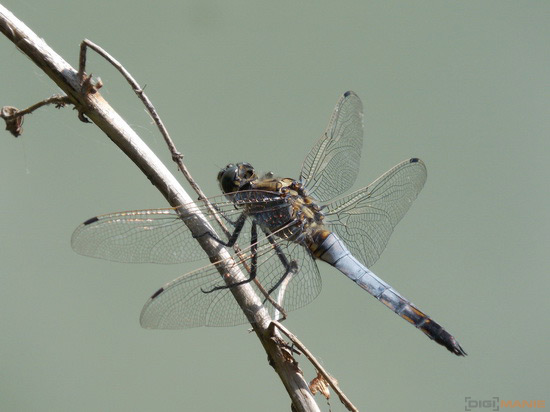 Nikon Coolpix L810: pro nenáročné