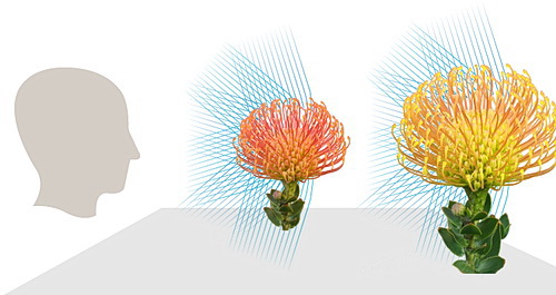 Nejprve exponovat, ostřit doma až poté!