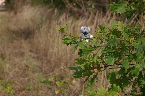 Fotíme s Koalou: Hloubka ostrosti