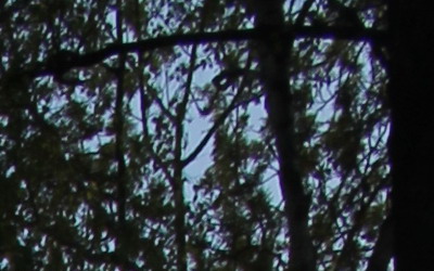 Canon EF-S 18-55mm F3,5-5,6 IS II