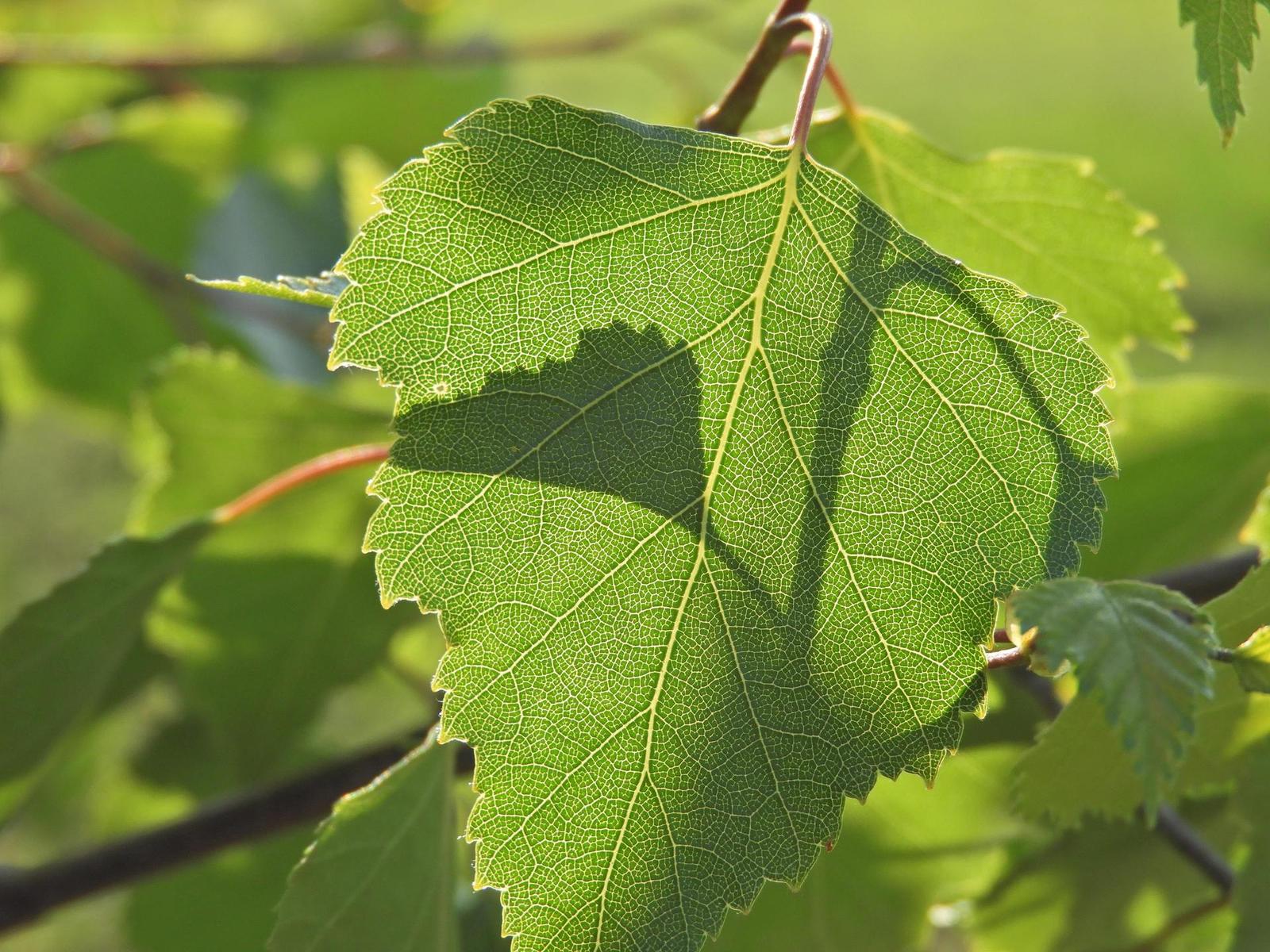 Nikon Coolpix B700: přírodovědec