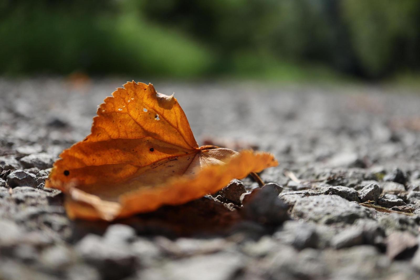 Canon EF-M 28mm f/3.5 Macro IS STM