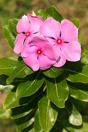 Úpravy fotografií v PC, 3.díl - kontrast