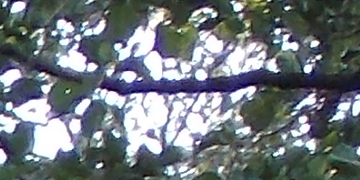 Nikon Coolpix L810: pro nenáročné