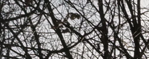 Panasonic Leica DG Vario-Summilux 10-25mm F1.7 ASPH.