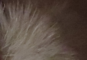 Canon PowerShot SX50 HS: překvapivá kombinace