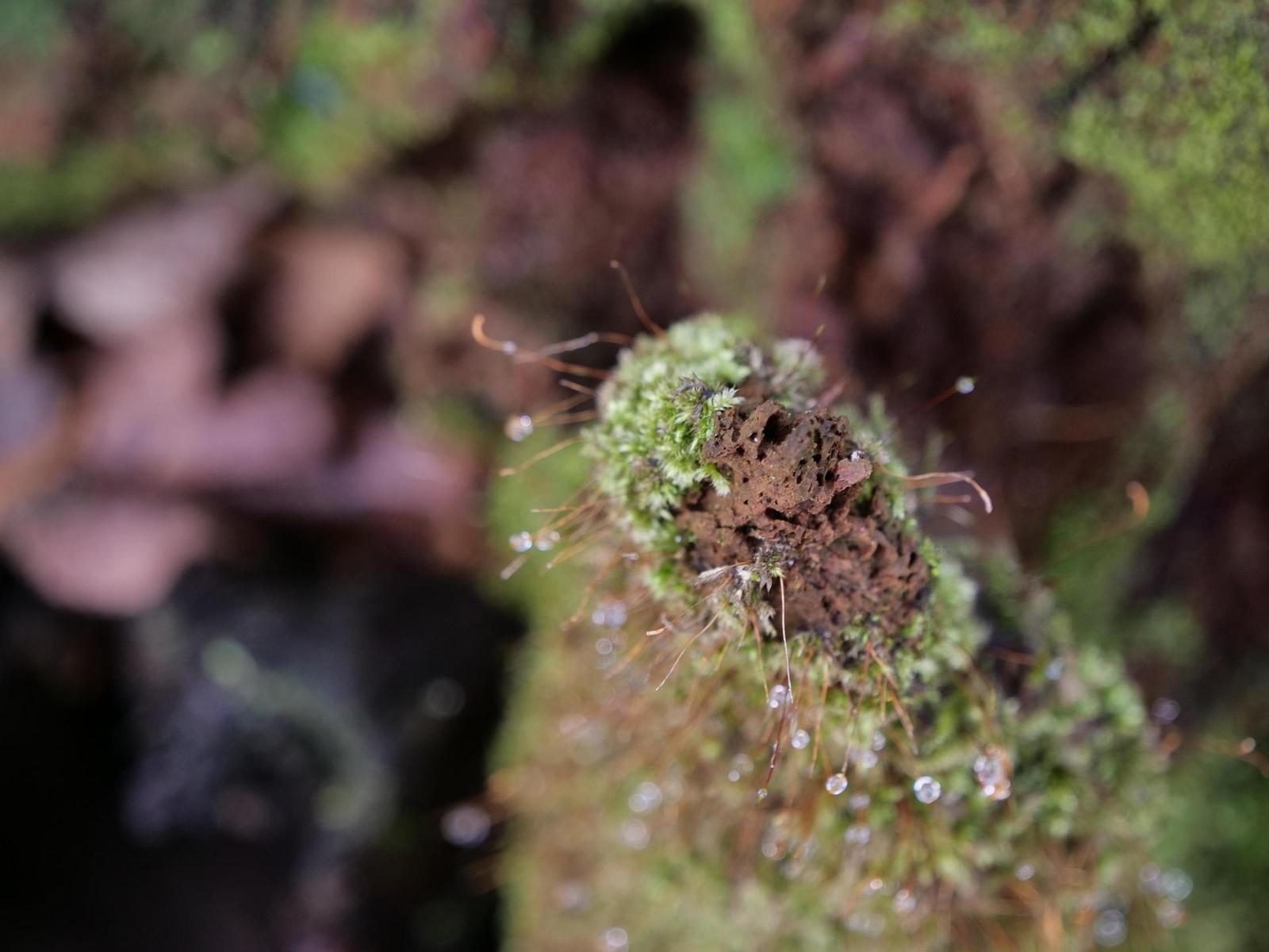 Panasonic Lumix G9: skutečně výborný