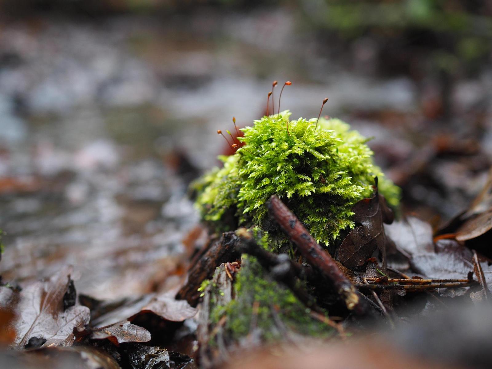 Olympus M.Zuiko Digital 25mm 1:1.8