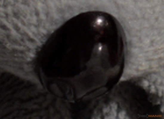 Fotíme s Koalou: Rozlišení a megapixely!