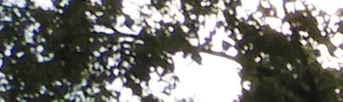 Nikon Coolpix B700: přírodovědec