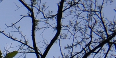 Nikon Coolpix A: velmi příjemná (ne)výraznost