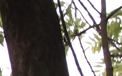 Olympus M.Zuiko Digital 40-150 mm F4-5,6 + nová R verze