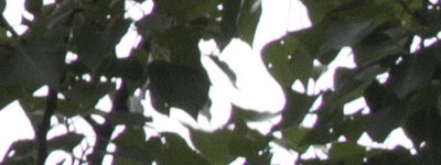 Nikon 18-55mm f/3,5-5,6G AF-S DX VR