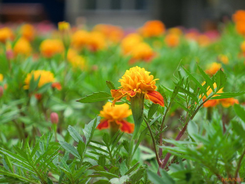 Casio EXILIM ZR100: kapesní formule