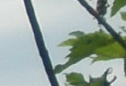 Velmi citlivé mjučko