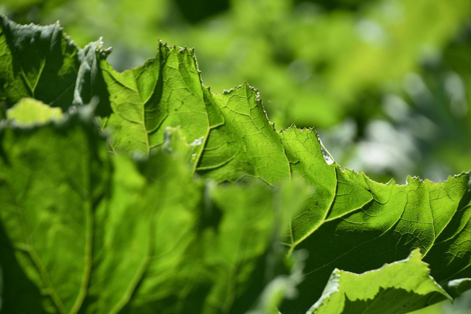 Nikon AF-S DX NIKKOR 18-300mm f/3.5-6.3G ED VR