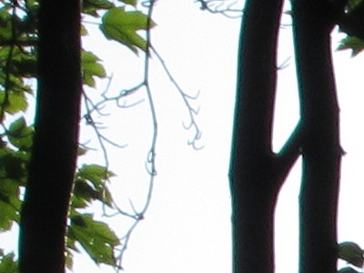 Canon IXUS 300 HS: superstylovka i pro náročné