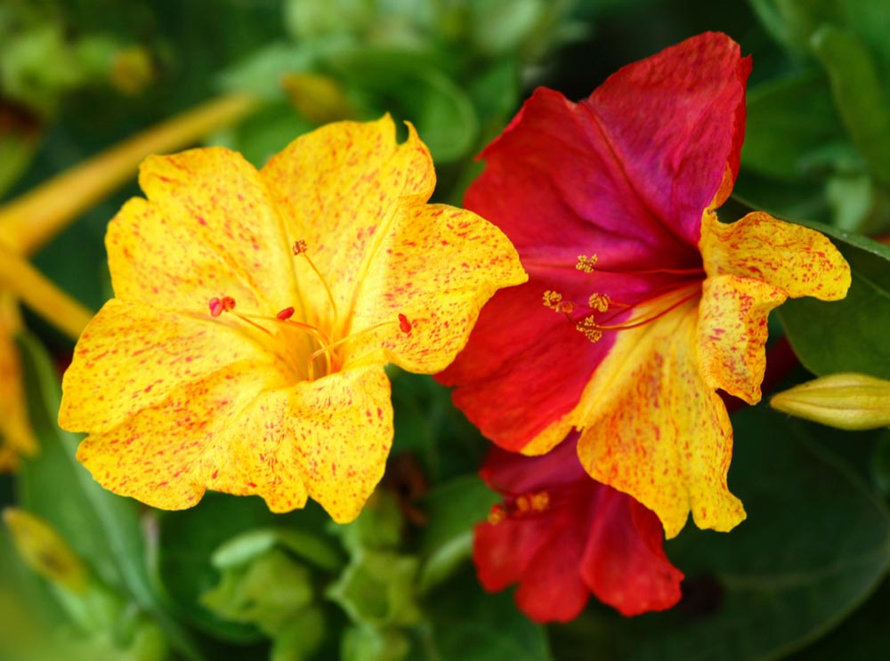 Úpravy fotografií v PC, 3.díl - kontrast